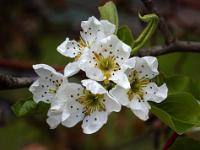 Blütengruppe an Apfelbaum